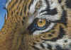 ACEO-Tiger-11.jpg (45580 bytes)