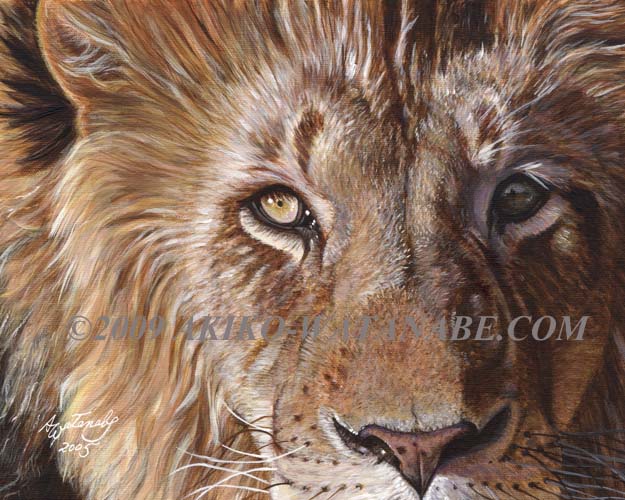 A Lion Face (big cat)