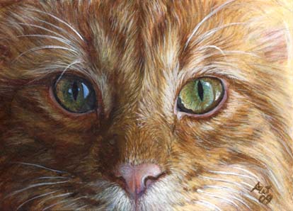 Apricat (Orange Tabby Ginger Cat)