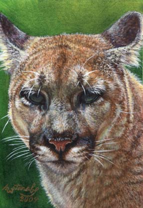 Cougar #12 Cougar #12