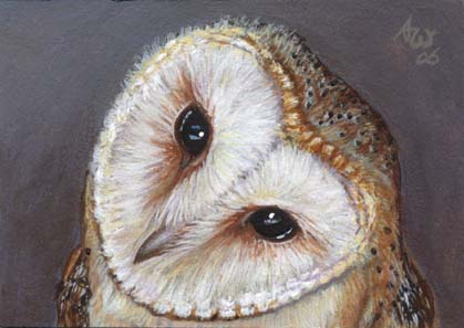 Owl #4 (Barn Owl) Owl #4 (Barn Owl)