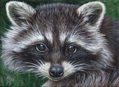 Raccoon #3 Raccoon #3