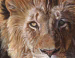 A-Lion-Face-11x14-0509.jpg (82331 bytes)