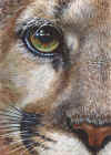 ACEO-Cougar-09.jpg (48665 bytes)