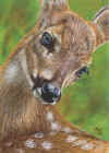 ACEO-Deer-16.jpg (38169 bytes)