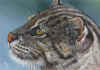 ACEO-Fishing-Cat-02.jpg (43197 bytes)