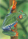 ACEO-Frog-03.jpg (37009 bytes)