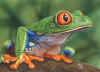 ACEO-Frog-05.jpg (36761 bytes)