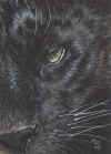 ACEO-Leopard-09-Black.jpg (33835 bytes)