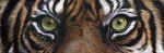 Tiger-8x24.jpg (45564 bytes)