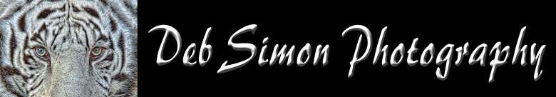 Deb Simon Website