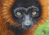 ACEO-Lemur-05