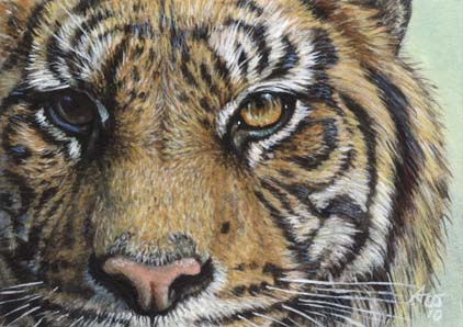 ACEO Tiger #13